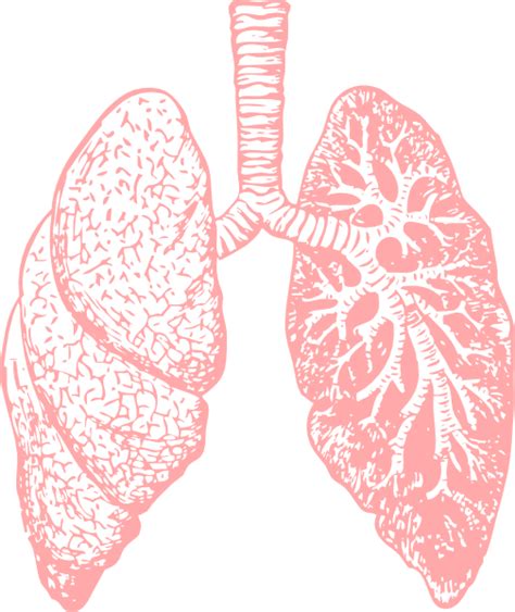 Lungs Png Transparent Image Download Size 504x599px