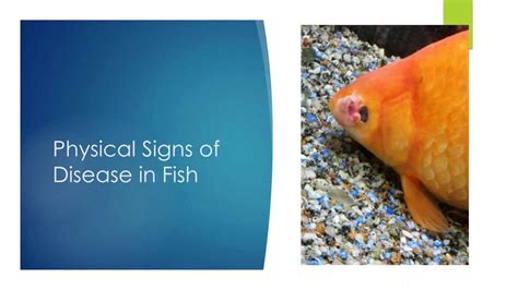 Clinical Signs Of Sick Fish Fish Vet
