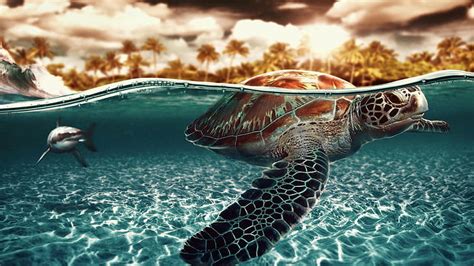 Hd Wallpaper Turtle Tortoise Ocean Shark Fish Underwater