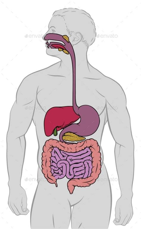 Gastrointestinal Digestive Tract Anatomy Diagram Digestive System