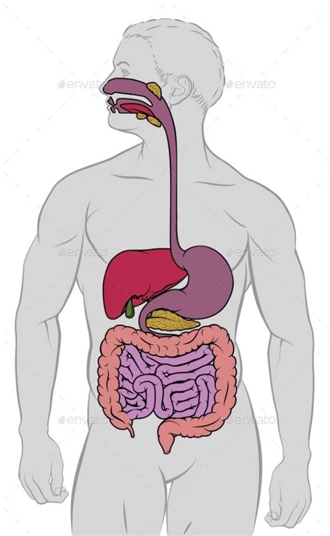 Digestion Dibujo