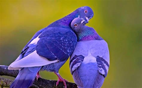 10 New Beautiful Wallpapers Of Love Birds Full Hd 1920×1080 For Pc