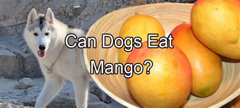 Can Dogs Eat Mango Pethority Dogs