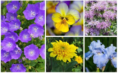 15 Perennials That Grow In Zone 6 Garden Lovers Club