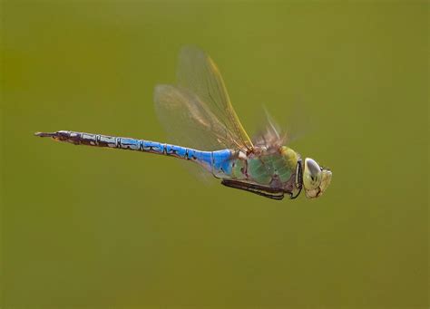 Theres A Huge And Hidden Migration In North America — Of Dragonflies