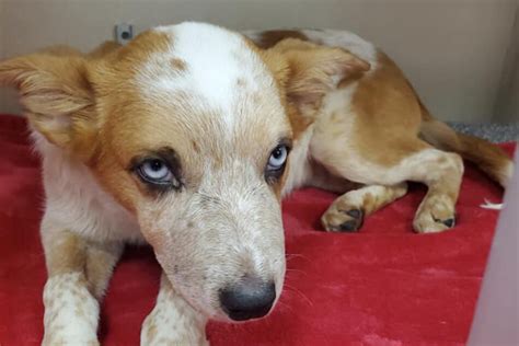 The puppies that the old woman was with were completely different ones to those thrown into the river in the video. Puppy rescued after being severely abused and nearly ...