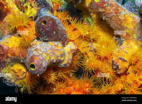 Caribbean Coral Reef Orange Cup Coral At Night Stock Photo Alamy