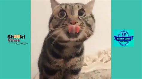 Try Not To Laugh Watching Funny Cats Compilation Shookt Vines