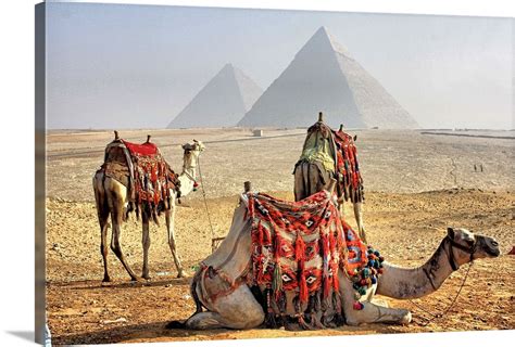 camel resting in desert with egyptian pyramids in background wall art canvas prints framed