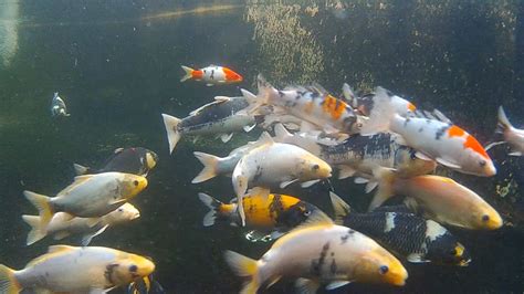 koi cuan