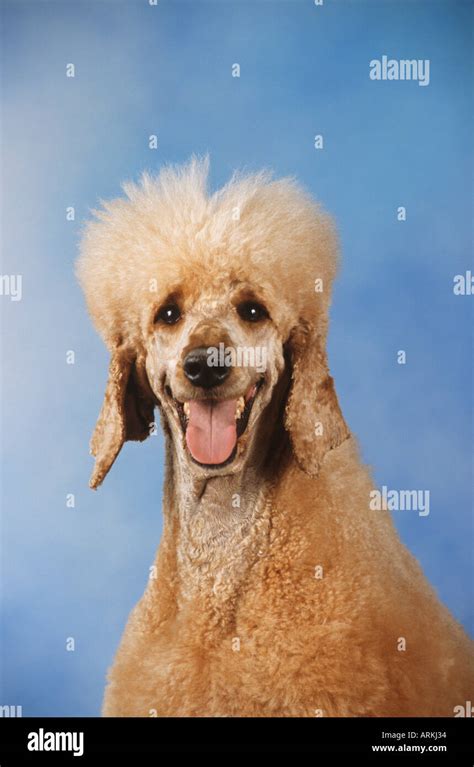 Giant Poodle Dog Portrait Stock Photo Alamy