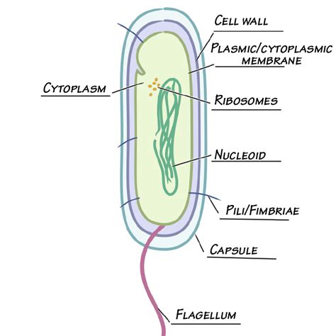 Immunologymicrobiology Glossary Bacterial Cell Wall Gram Negative