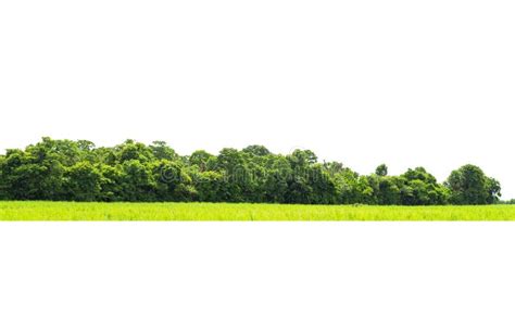 View Of A High Definition Tree Line Isolated Stock Image Image Of