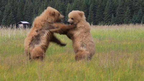 Sparring Bear Cubs Nwf Ranger Rick
