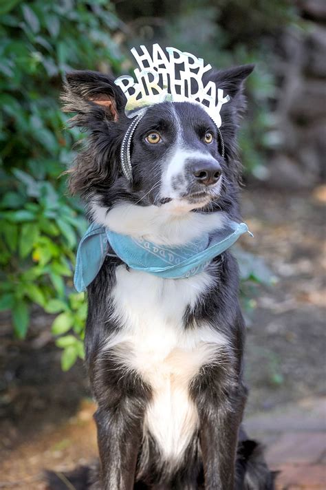 Happy Birthday Birthday Dog Birthday Dog Border Collie Birthday