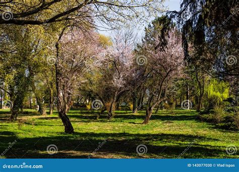 Scenic Springtime View Of Beautiful Cherry Trees In Blossom Stock Photo