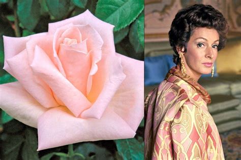 16 Flowers Named For Celebrities Hybrid Tea Roses Celebrities Rose