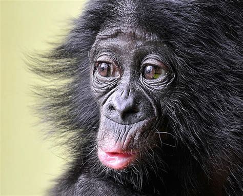 Little Bonobo Cute Face Baby Primates Hd Wallpaper Peakpx