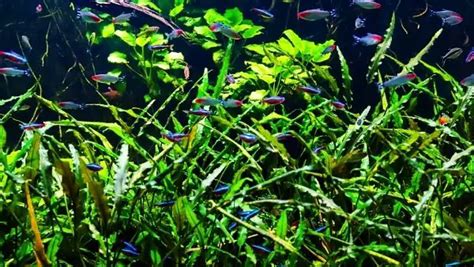 Learn How To Identify Control And Remove Harmful Aquarium Algae