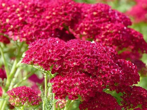 Liste De 9 Fleurs Rouges Pour Le Jardin Jardiner Malin