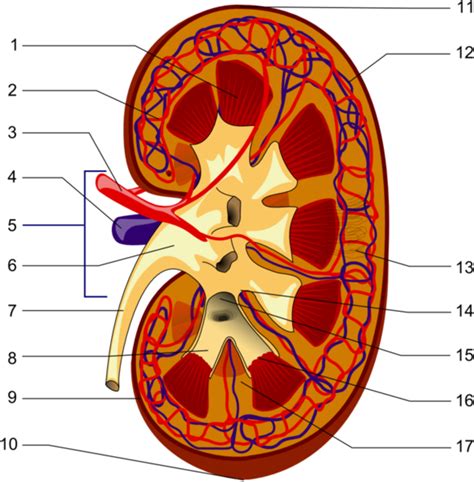 45 Nephron Kidney Anatomy Diagram