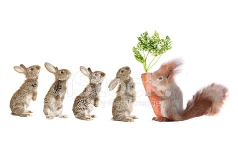 Rabbit And Squirrel Stock Photo Royalty Free Freeimages