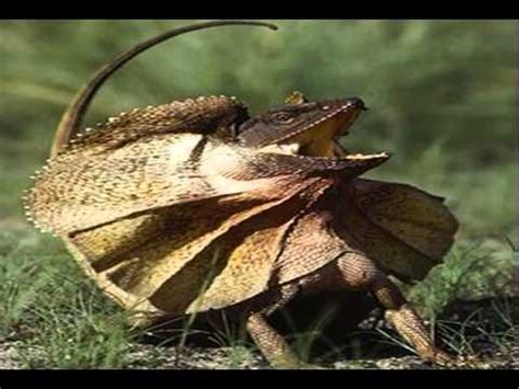 The species is endemic to northern australia and southern new guinea. flying dragon lizard pictures - YouTube