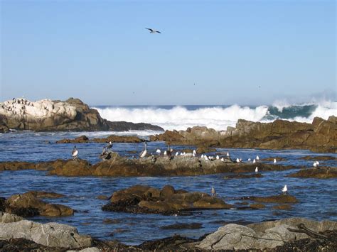 Monterey Coast 12 Liz Lawley Flickr