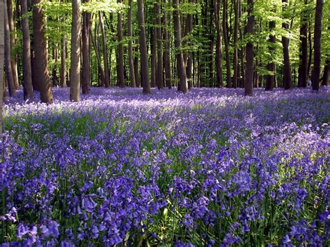 Bluebell Woods In Leicestershire Bluebells Rutland Leicestershire