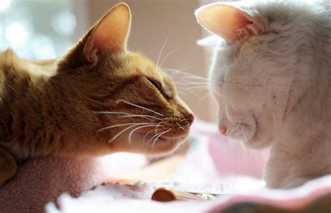 How To Introduce Cats To Each Other Petschoolclassroom