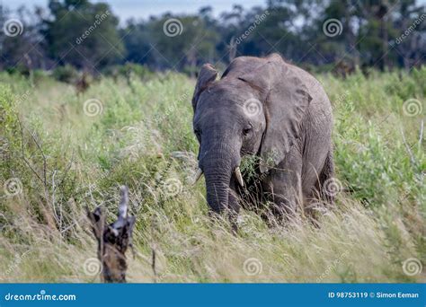 Elephant Eating In The High Grass Stock Image Image Of Pachyderm