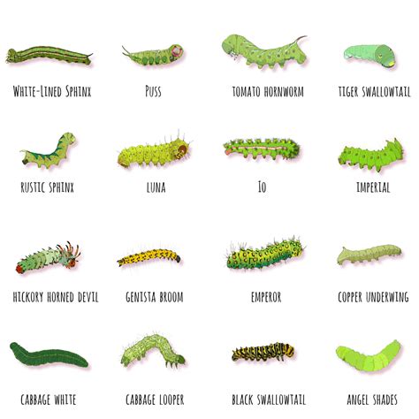 Types Of Green Caterpillars With Identification Guide And Pictures My