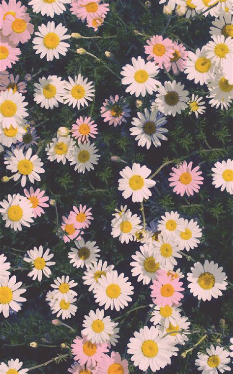 Paling Bagus 23 Wallpaper Flower Untuk Android Gambar Bunga Indah