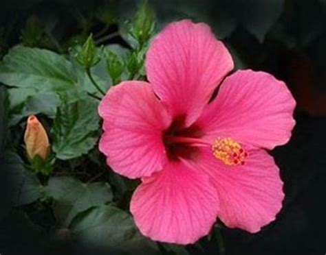 È coltivata a scopo ornamentale sia in vaso che in piena terra. Piante Dainterno Con Fiori Rose - fiori da interno ...