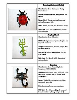 Insect Information Cards by Christine Young | Teachers Pay Teachers
