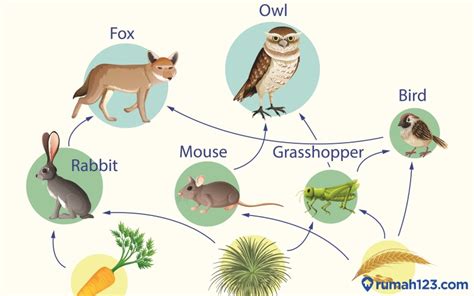 Mengenal Rantai Makanan Dalam Ekosistem Lengkap Dengan Contoh