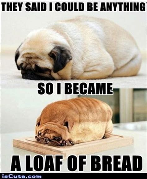 Share a gif and browse these related gif searches. 101 Lovable Pug Memes That Are Too Puggin' Cute