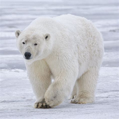 Polar Bear Endangered In Antarctica Facts About Snow White Bear