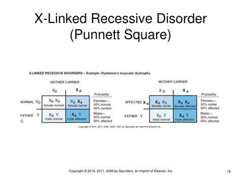 Duchenne Muscular Dystrophy Punnett Square Images And Photos Finder