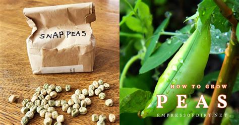 How To Grow Peas Tips For Beginner Vegetable Gardeners