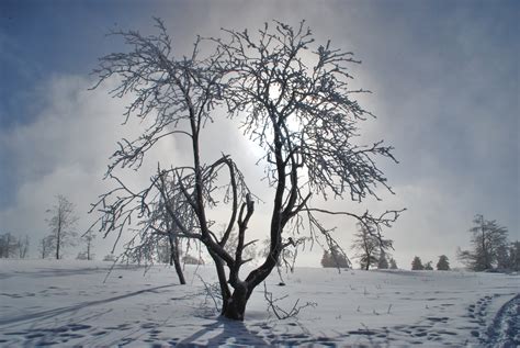 Free Images Tree Nature Branch Snow Cold Winter Morning Frost