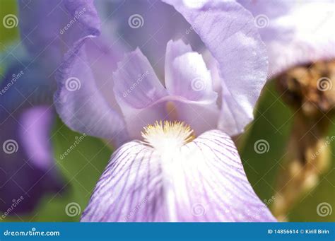 Macro Violet Flower Petals Stock Photo Image Of Surface 14856614