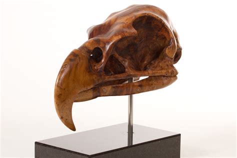 Skull Of A Harpy Eagle By Wildlife Artist Bill Prickett