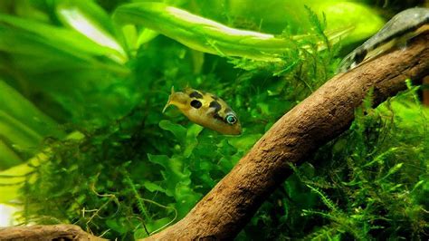 15 Small Freshwater Fish For Nano Aquariums The Ultimate Guide