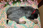 Parents are proven cat and bear hunting dogs. Bluetick Coonhound Puppies for Sale from Reputable Dog ...