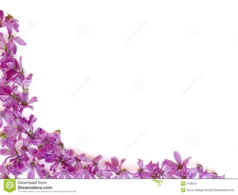 Purple White Flowers Wallpapers Top Free Purple White Flowers