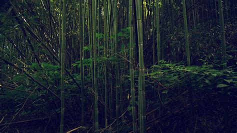 Download Leafy Bamboo Forest Wallpaper Wallpapers Com
