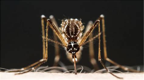 Breezy Explainer Are You A Mosquito Magnet It May Be Because Of Your