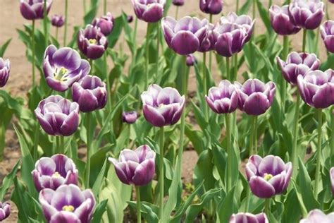 Purple White Tulips Picture
