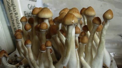 Denvers Decriminalization Of Psilocybin Mushrooms Prompts Questions In Utah